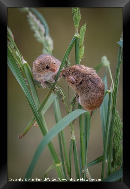 Harvest mice playing Framed Print by Alan Tunnicliffe