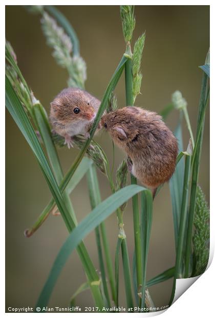 Harvest mice playing Print by Alan Tunnicliffe