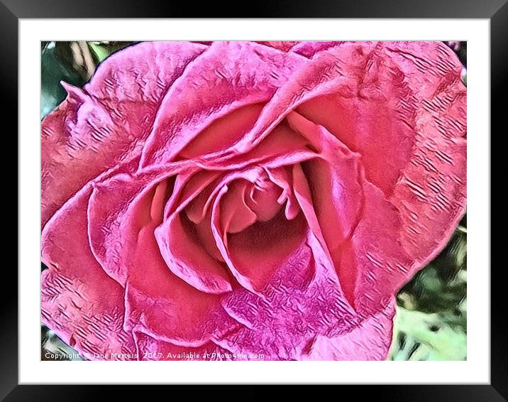 Pink Rose Framed Mounted Print by Jane Metters