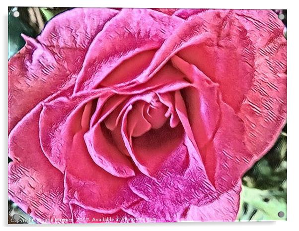 Pink Rose Acrylic by Jane Metters