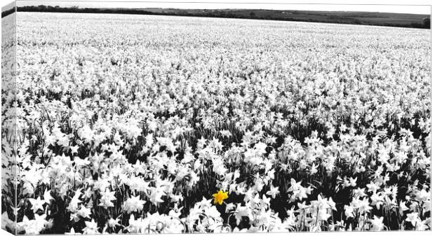 Daffodil Field Canvas Print by Mike Lanning
