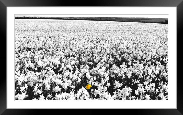 Daffodil Field Framed Mounted Print by Mike Lanning