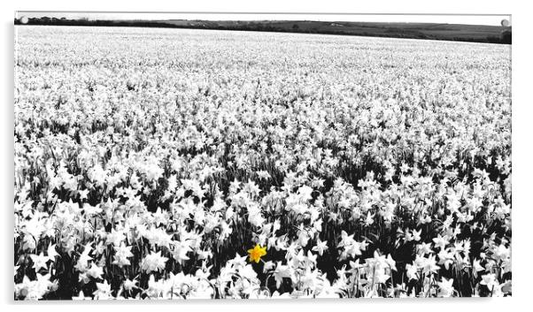 Daffodil Field Acrylic by Mike Lanning