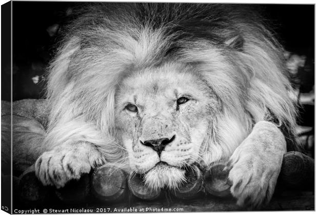 The King Of The Jungle Canvas Print by Stewart Nicolaou
