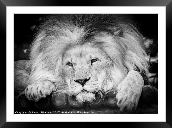 The King Of The Jungle Framed Mounted Print by Stewart Nicolaou