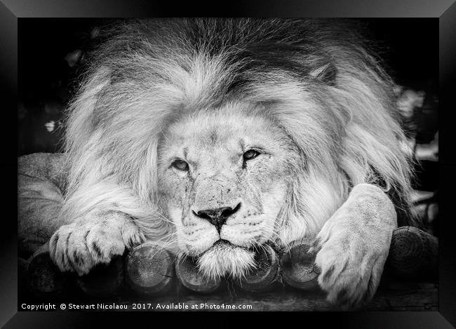 The King Of The Jungle Framed Print by Stewart Nicolaou