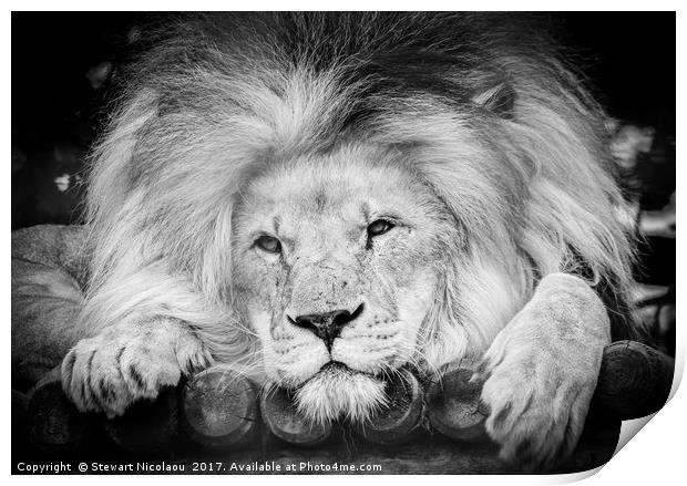 The King Of The Jungle Print by Stewart Nicolaou