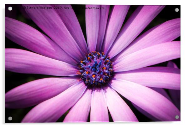 Purple Senetti Acrylic by Stewart Nicolaou
