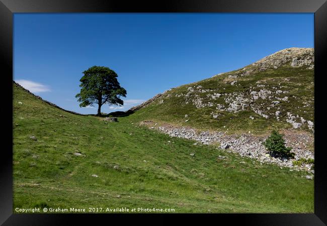 Sycamore Gap Framed Print by Graham Moore