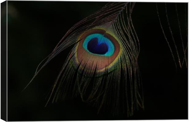 Peacock's plumage eye Canvas Print by John Iddles