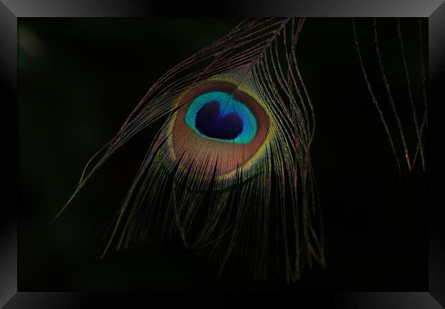 Peacock's plumage eye Framed Print by John Iddles