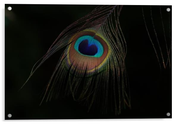 Peacock's plumage eye Acrylic by John Iddles