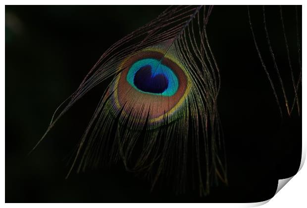 Peacock's plumage eye Print by John Iddles
