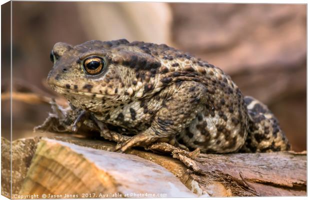 Amphibian, Common British Toad / Frog Canvas Print by Jason Jones