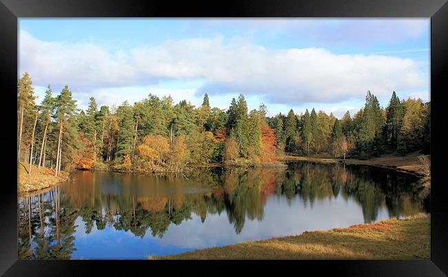 Tarn Hows #2 Framed Print by Catherine Fowler