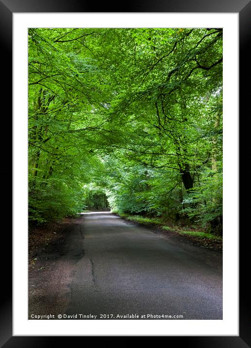 Summer Beech Canopy 1 Framed Mounted Print by David Tinsley