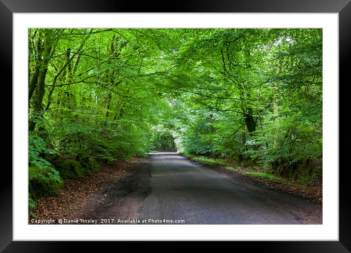 Summer Beech Canopy 2 Framed Mounted Print by David Tinsley