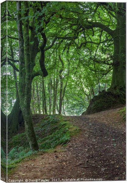 Into Blackbrough Woods Canvas Print by David Tinsley