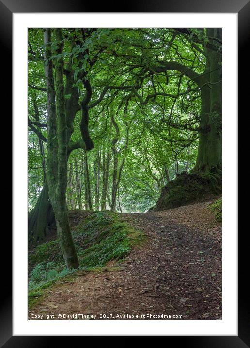 Into Blackbrough Woods Framed Mounted Print by David Tinsley