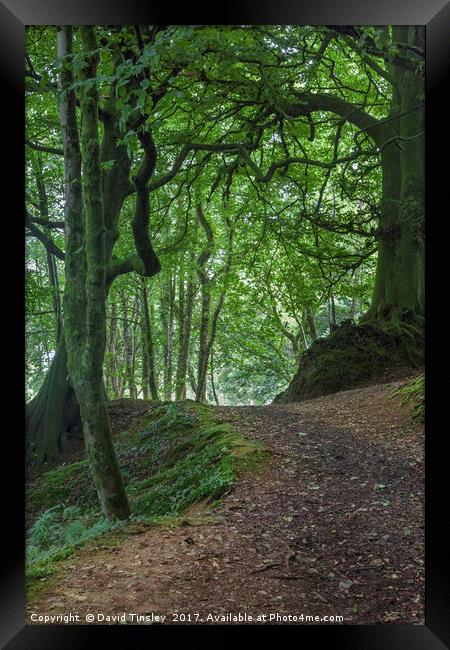 Into Blackbrough Woods Framed Print by David Tinsley