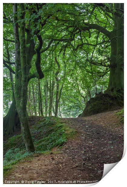 Into Blackbrough Woods Print by David Tinsley