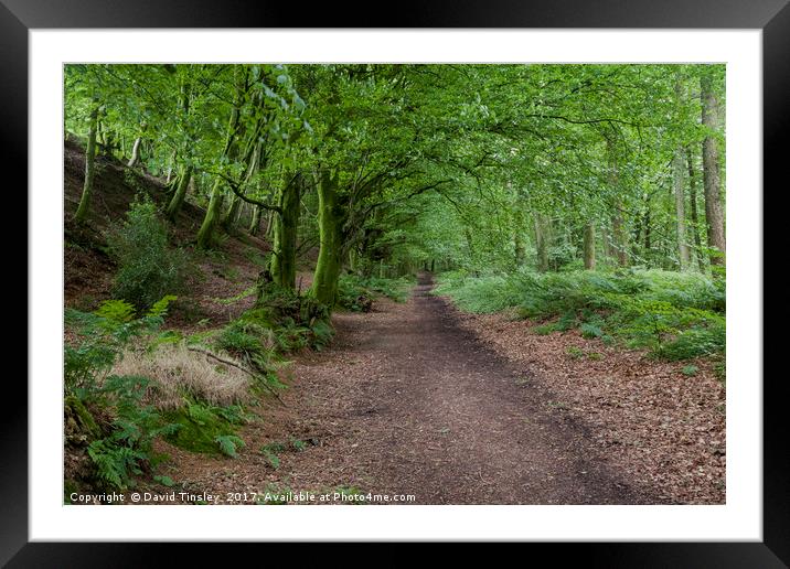 Blackborough woodland Footpath Framed Mounted Print by David Tinsley