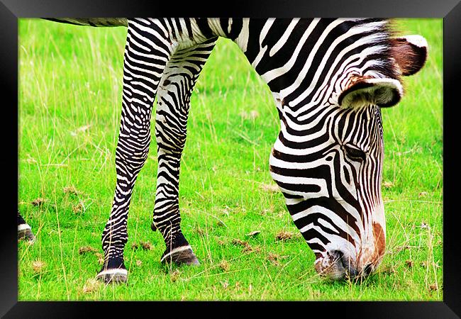 Zebra Framed Print by Ian Jeffrey