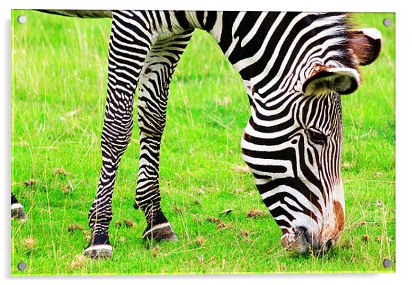 Zebra Acrylic by Ian Jeffrey