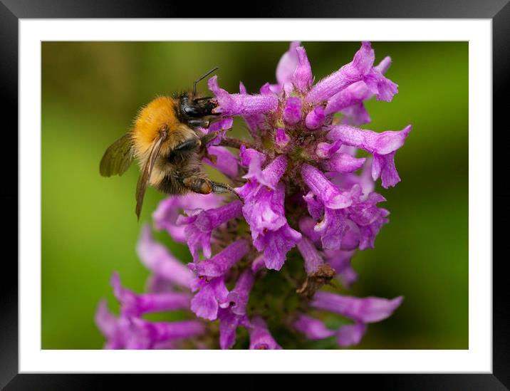 Bee on flower Framed Mounted Print by Jonathan Thirkell