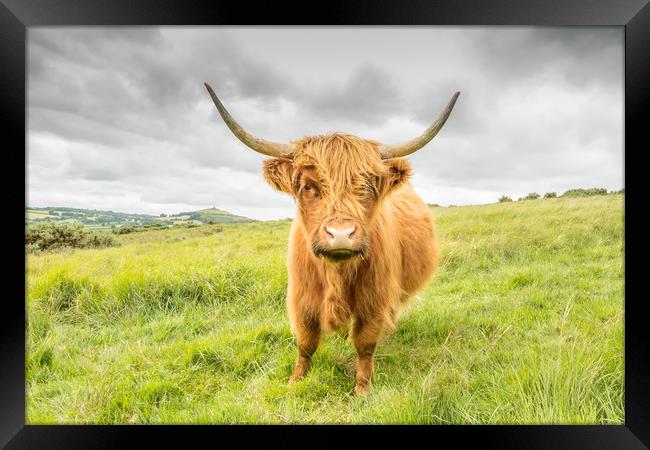Dartmoor's Highland Cow Framed Print by Images of Devon