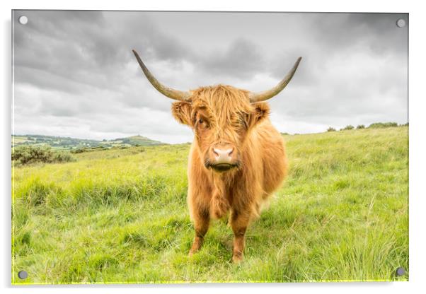 Dartmoor's Highland Cow Acrylic by Images of Devon