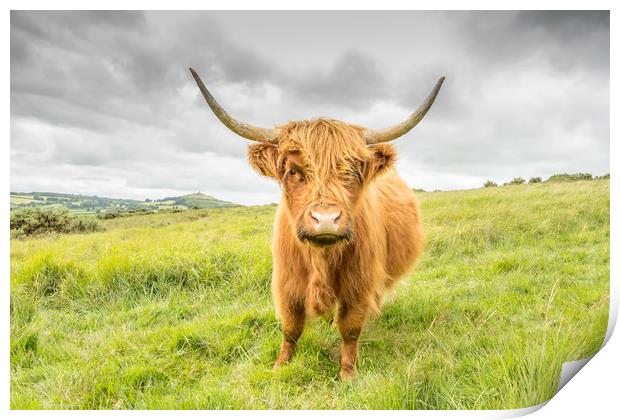Dartmoor's Highland Cow Print by Images of Devon
