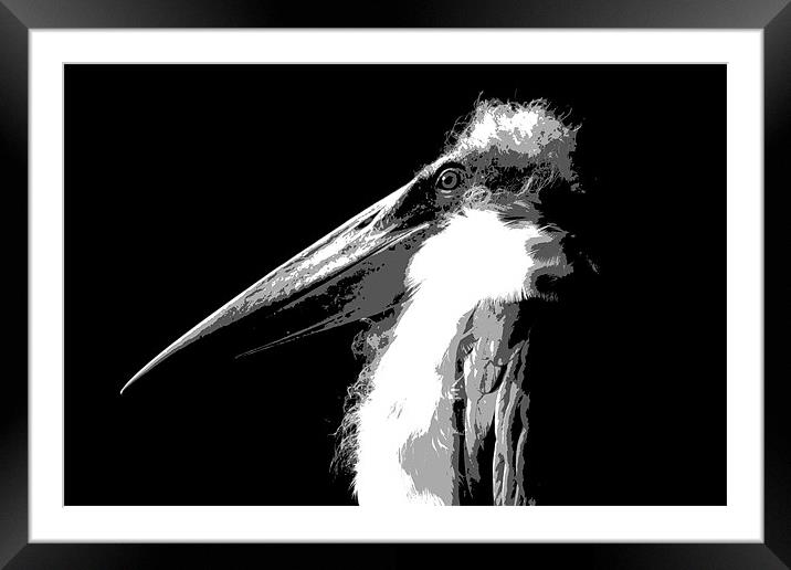 Marabou Stork Framed Mounted Print by Linda More