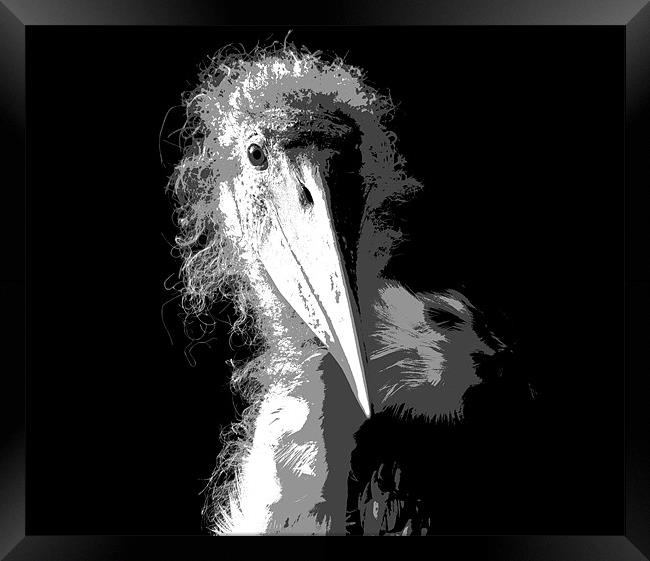 Marabou Stork Framed Print by Linda More