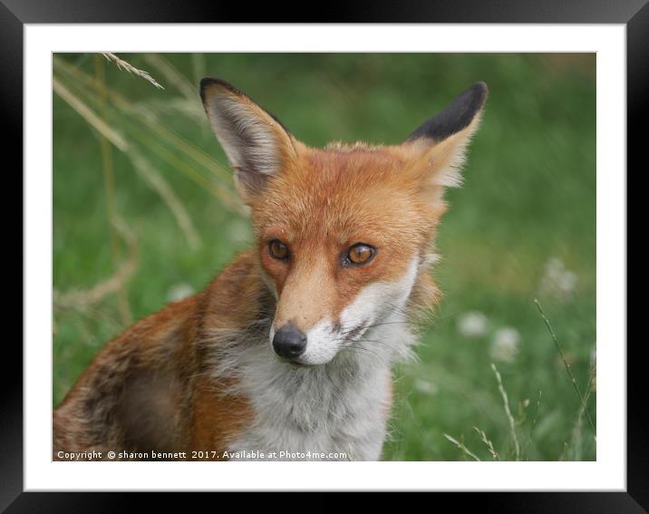 Wild Fox Framed Mounted Print by sharon bennett
