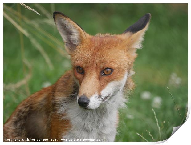 Wild Fox Print by sharon bennett