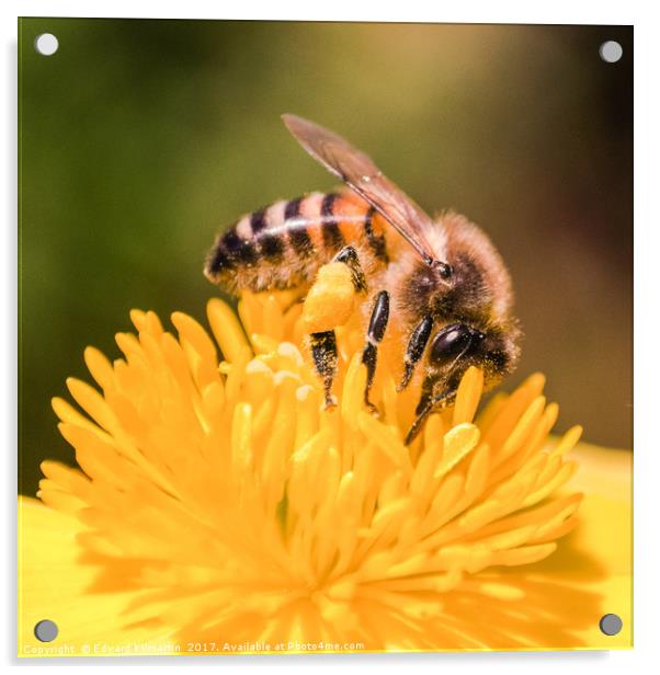 Honey Bee Acrylic by Edward Kilmartin