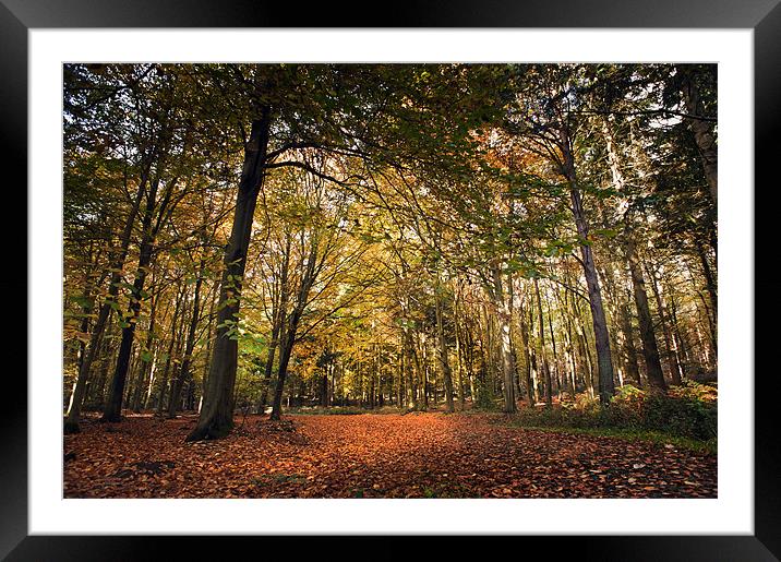 Bacton Woods in the Autumn Framed Mounted Print by Stephen Mole