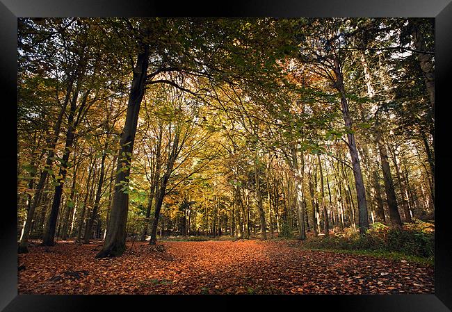 Bacton Woods in the Autumn Framed Print by Stephen Mole