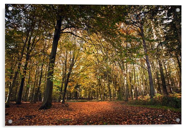 Bacton Woods in the Autumn Acrylic by Stephen Mole