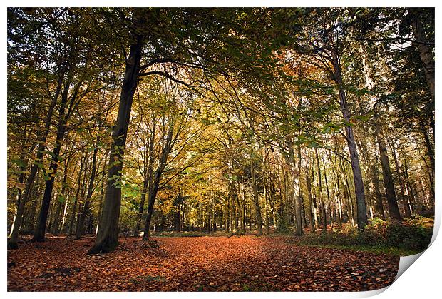 Bacton Woods in the Autumn Print by Stephen Mole
