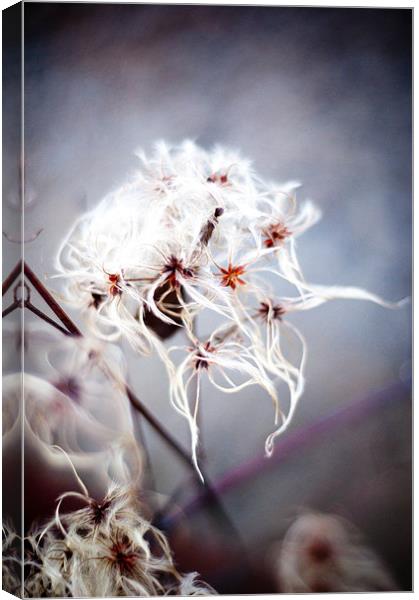Cotton Grass on the Beach Canvas Print by K. Appleseed.