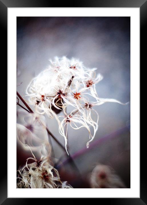 Cotton Grass on the Beach Framed Mounted Print by K. Appleseed.