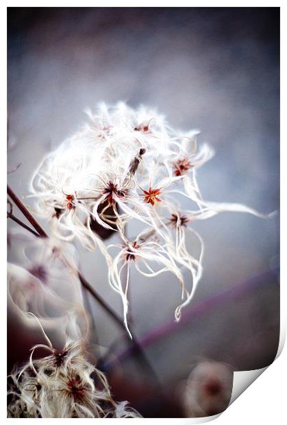 Cotton Grass on the Beach Print by K. Appleseed.