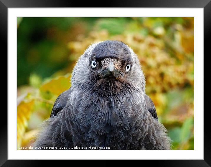 Look into my Eyes Framed Mounted Print by Jane Metters