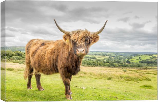 Highland Cow Canvas Print by Images of Devon