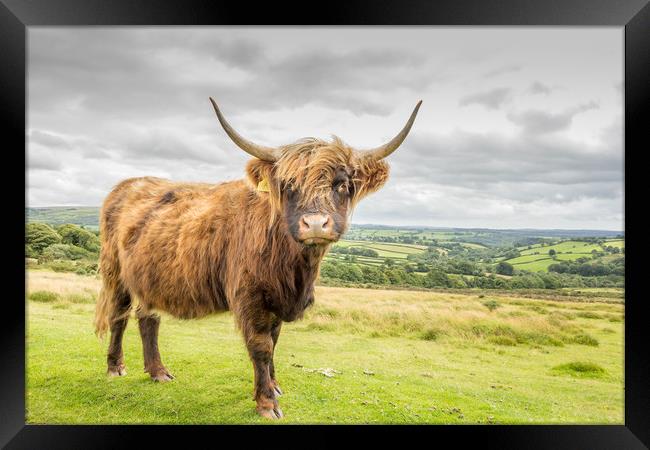 Highland Cow Framed Print by Images of Devon