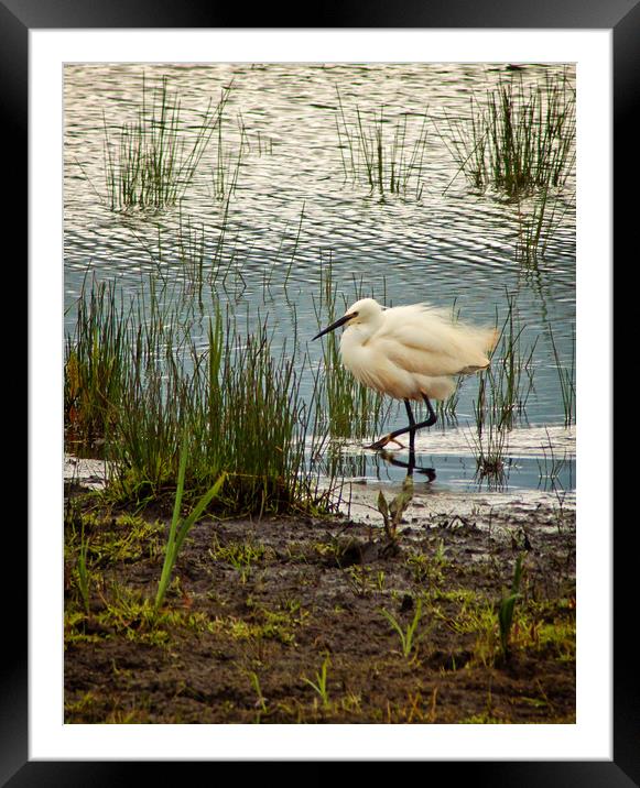 Little Egret rushing by Framed Mounted Print by David McCulloch