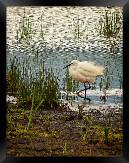Little Egret rushing by Framed Print by David McCulloch