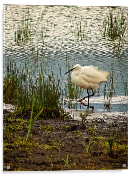 Little Egret rushing by Acrylic by David McCulloch